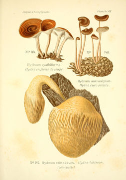 Image of <i>Hydnum cyathiforme</i> Fr.
