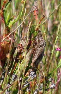 Слика од Cisticola textrix (Vieillot 1817)