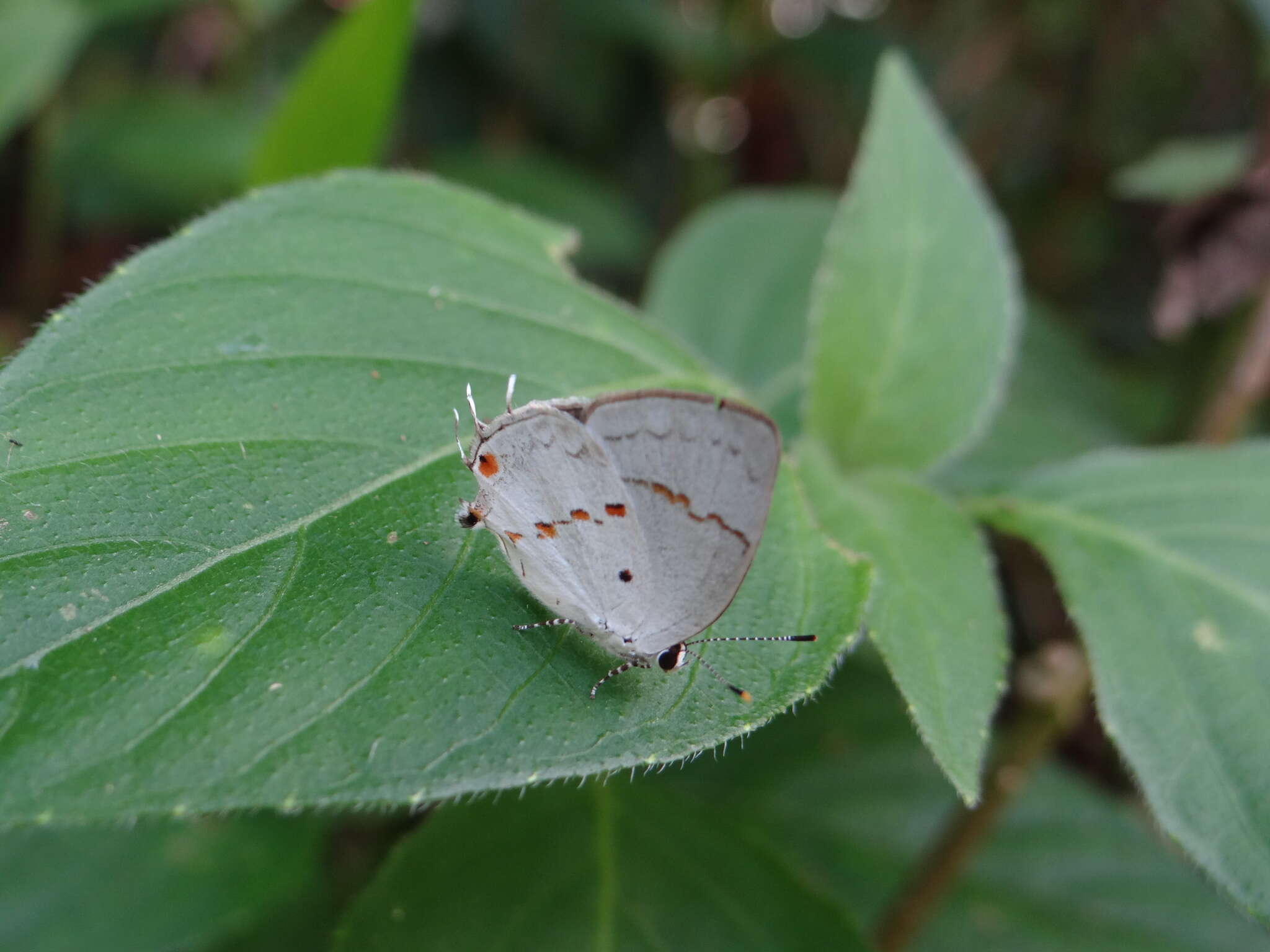 Image of Celmia celmus (Cramer (1775))