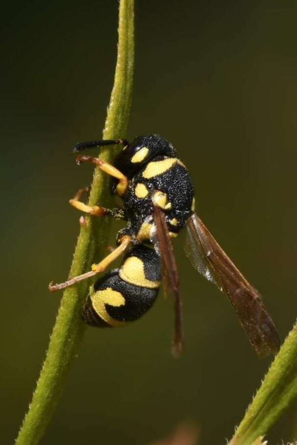 Image of Parodontodynerus ephippium (Klug 1817)