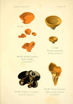 Image of Black Bulgar