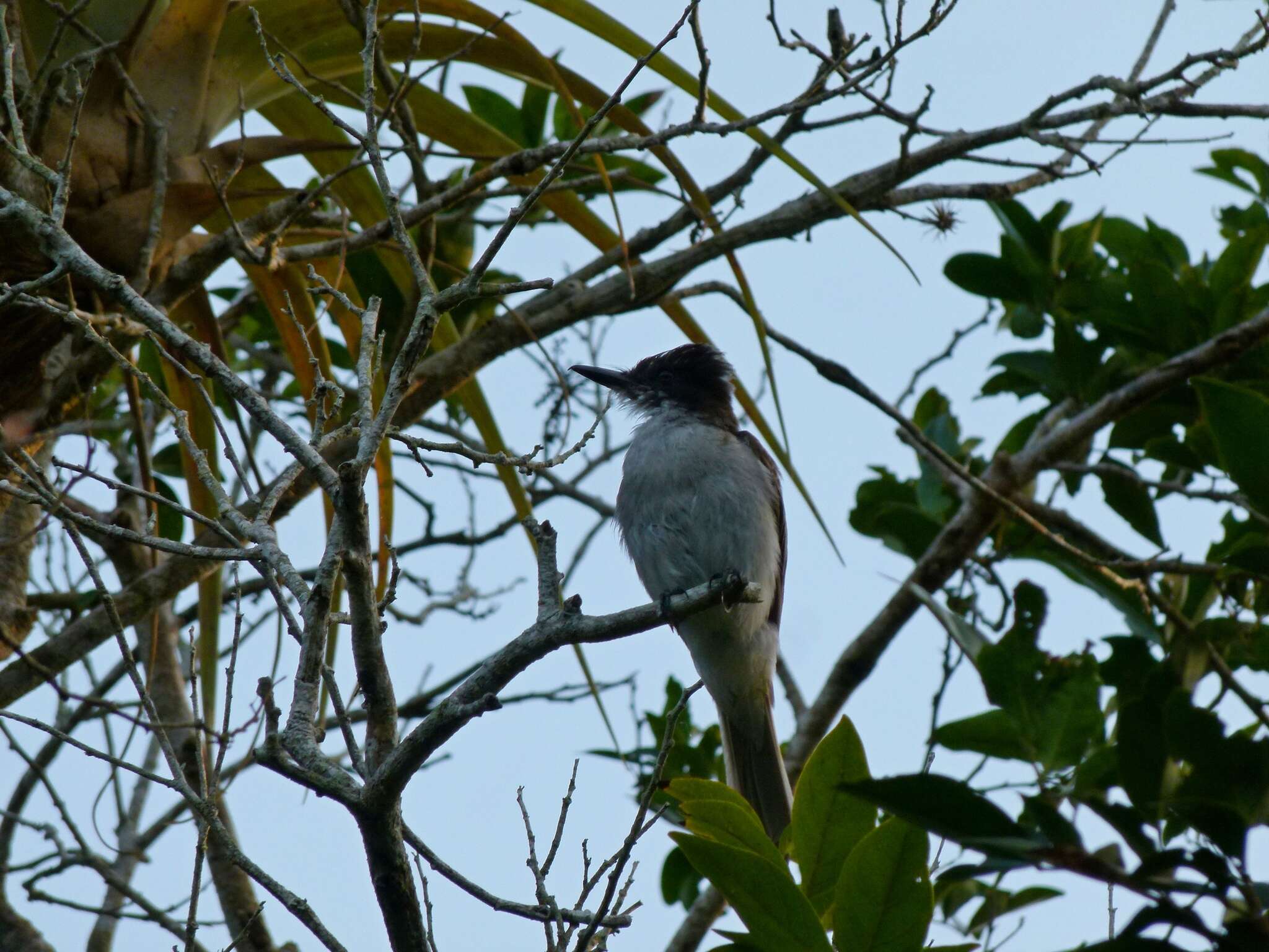 Image of Loggerhead Kingbird