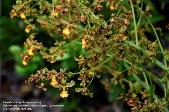 Image of Cyrtopodium macrobulbon (Lex.) G. A. Romero & Carnevali