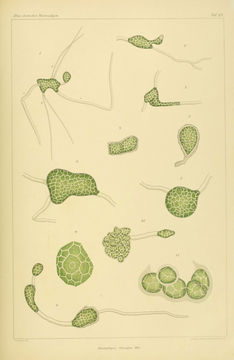 Image of <i>Blastophysa rhizopus</i>