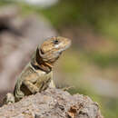 صورة Pristidactylus torquatus (Philippi 1861)