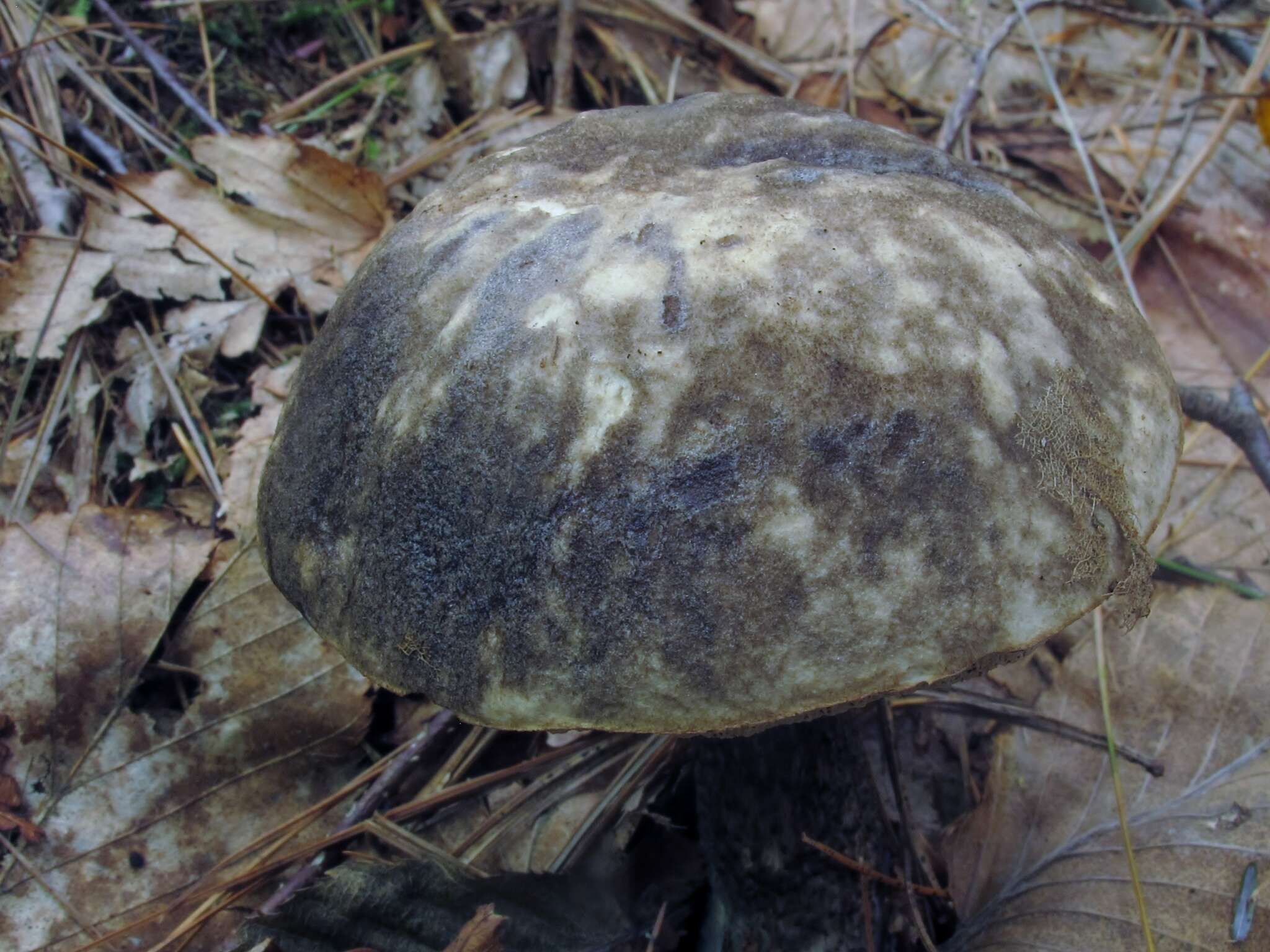 Слика од Leccinum snellii A. H. Sm., Thiers & Watling 1967