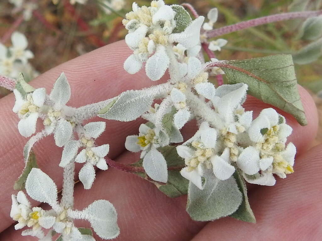 Imagem de Tidestromia lanuginosa (Nutt.) Standl.