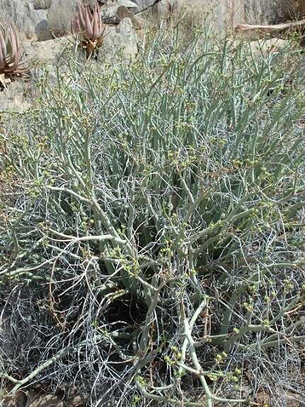 Imagem de Euphorbia gariepina subsp. gariepina