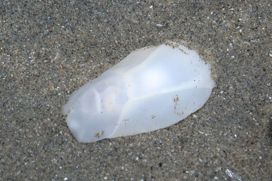 Image of Oriental sea slug