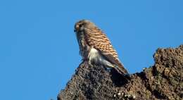 Falco tinnunculus canariensis (Koenig & AF 1890) resmi