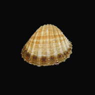 Image of poorly ribbed cockle