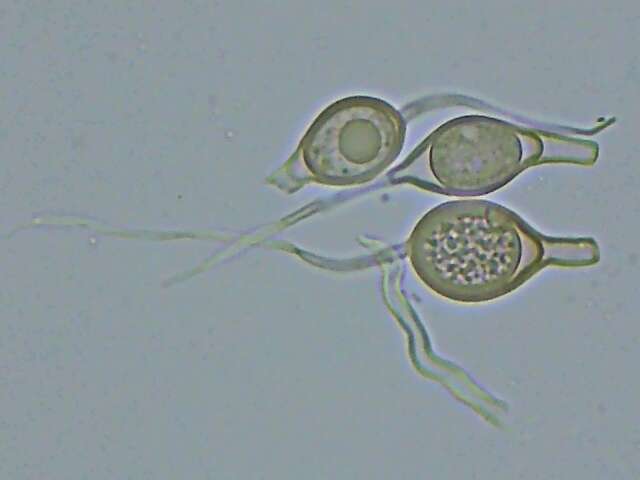 Sivun Scytinostroma Donk 1956 kuva