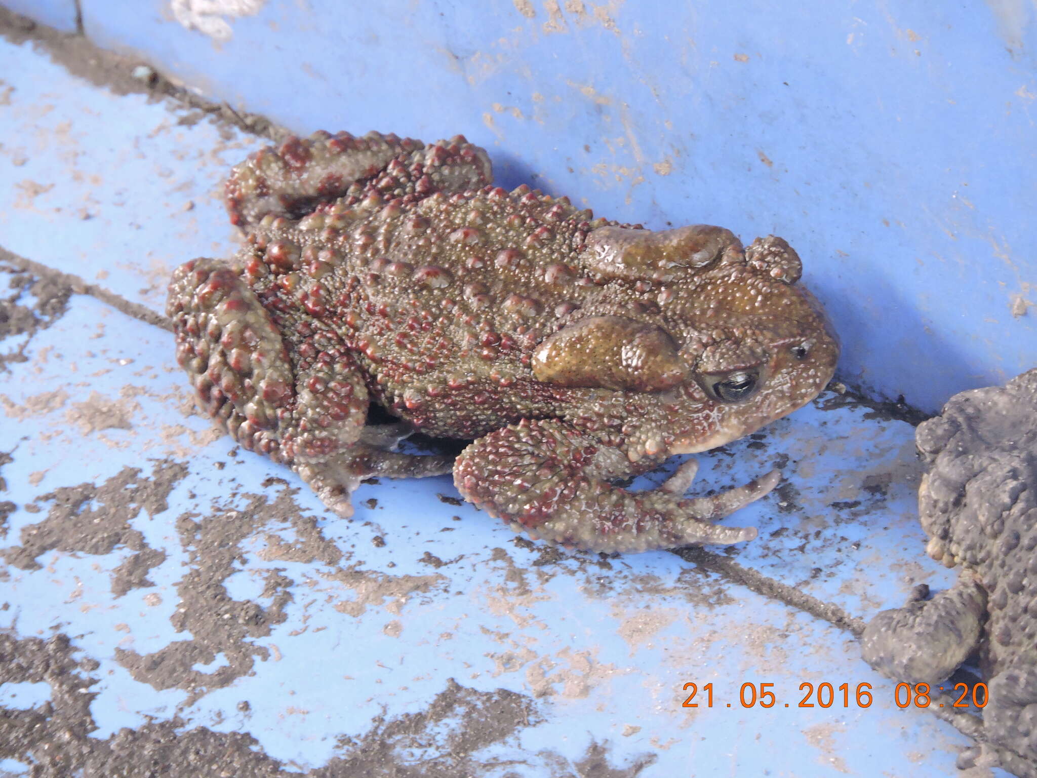 Image of Himalayan Toad