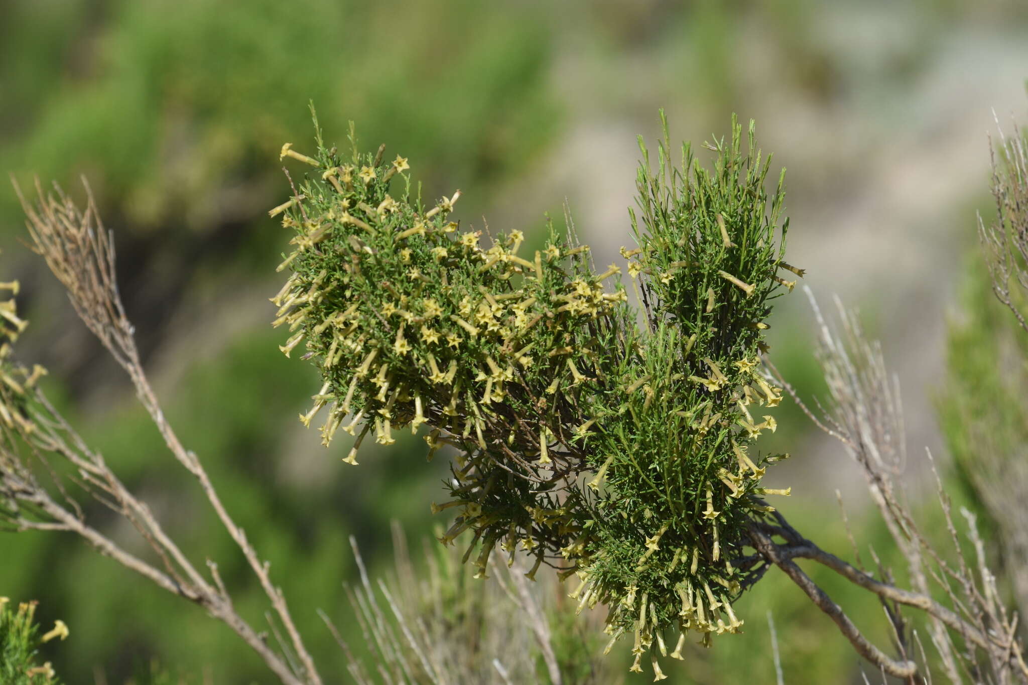 Image of Fabiana patagonica Speg.