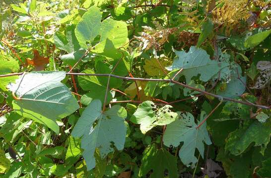 Image of summer grape