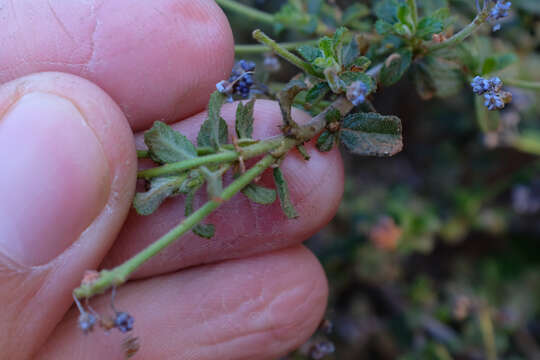 Image of wavyleaf buckbrush