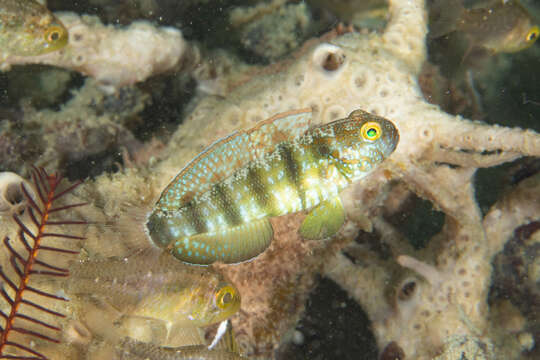 صورة Amblygobius sphynx (Valenciennes 1837)