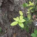 Sivun Quercus tarokoensis Hayata kuva
