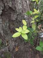 Imagem de Quercus tarokoensis Hayata
