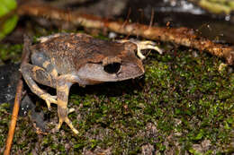 Image of Montane Litter Frog