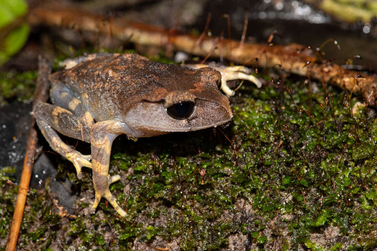 Image of Montane Litter Frog