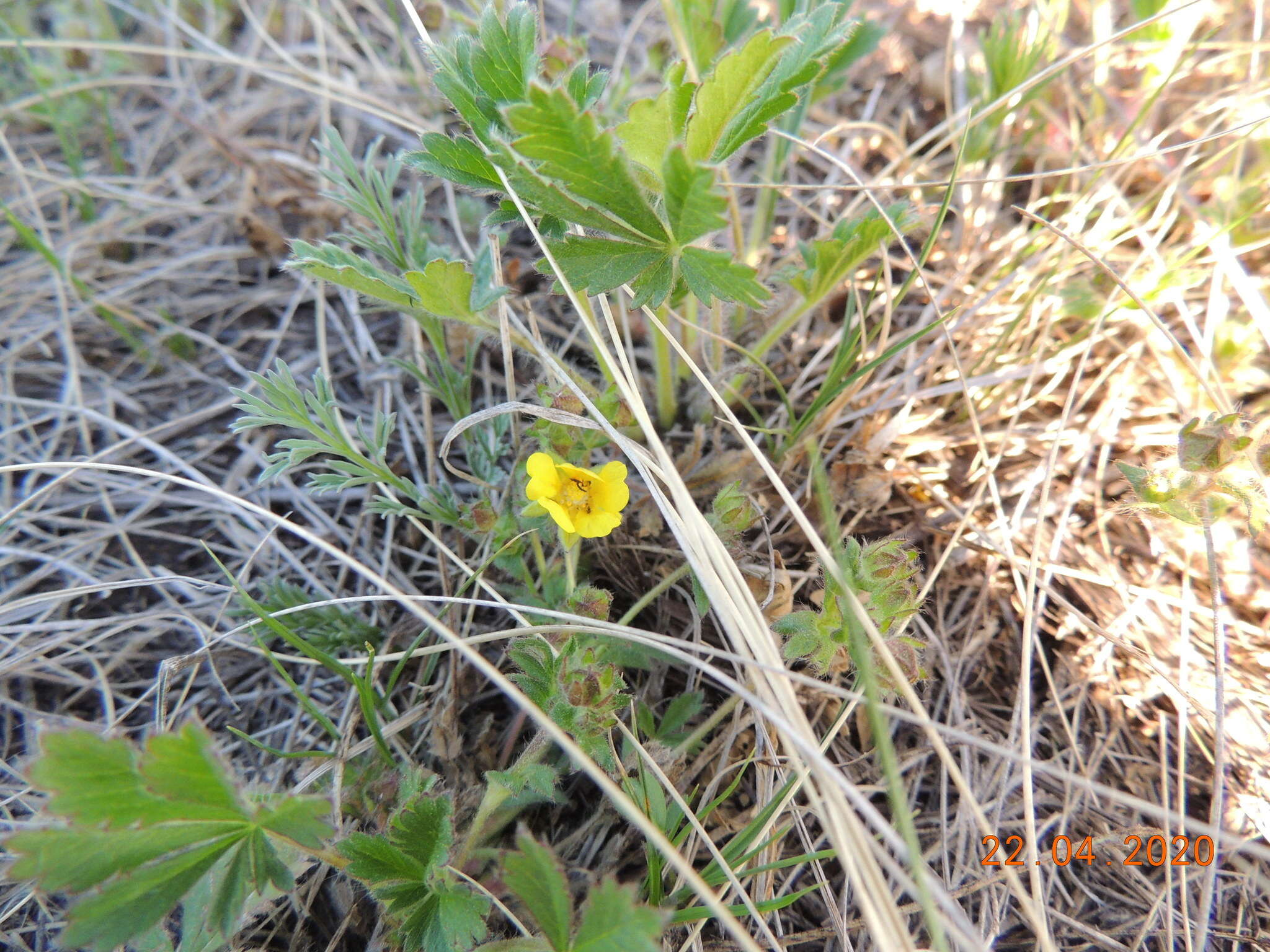 Image of Potentilla humifusa Willd.