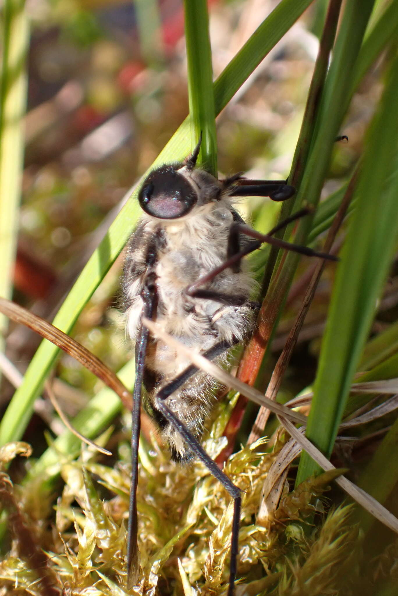 Image of Scaptia adrel (Walker 1850)