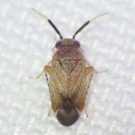 Image of Western Plant Bug