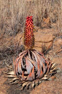 Image of Magalies aloe