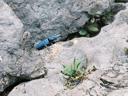 صورة Sceloporus minor cyaneus Treviño-saldaña 1988