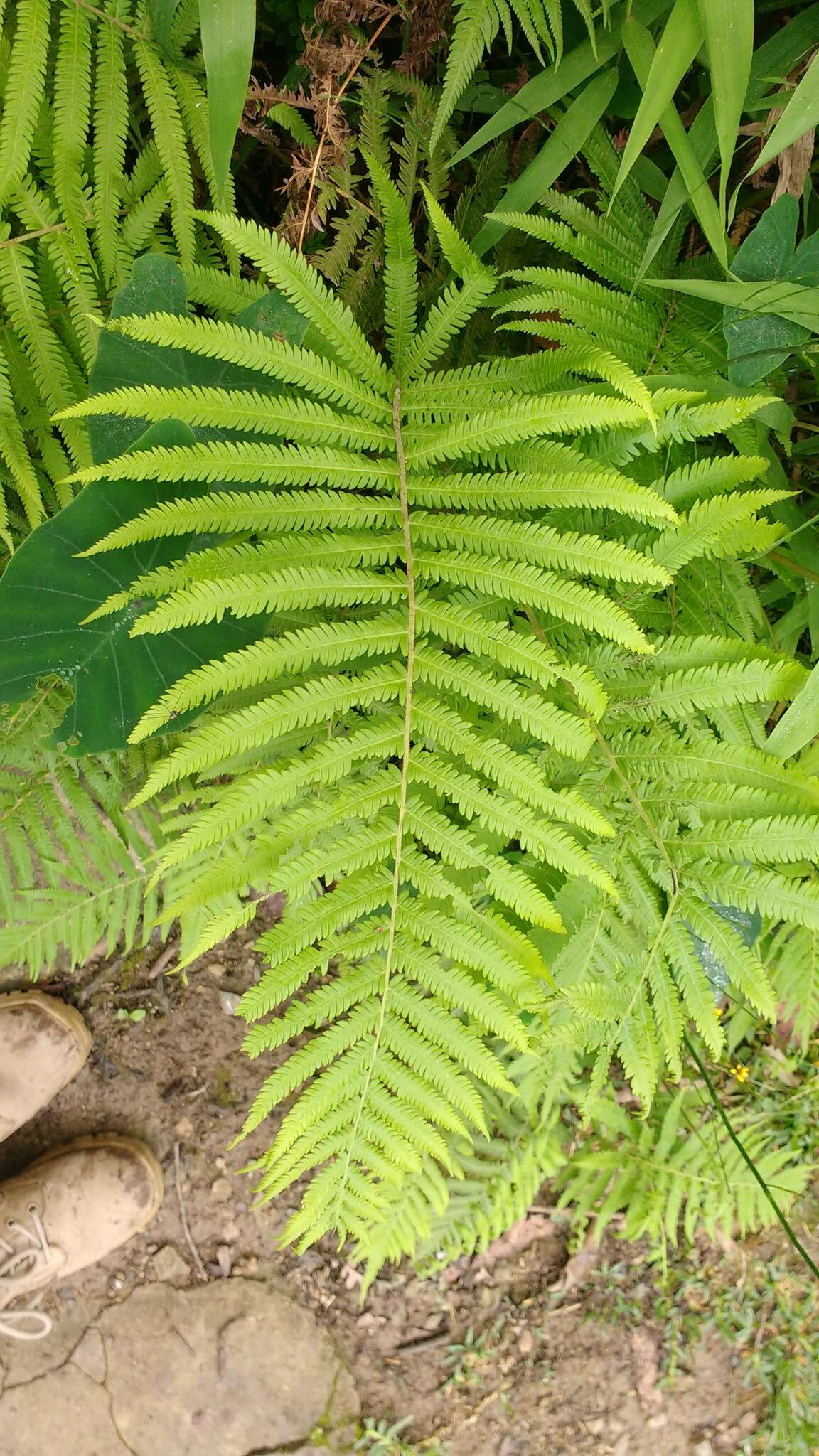 Image of Pelazoneuron puberulum (Baker) A. R. Sm. & S. E. Fawc.