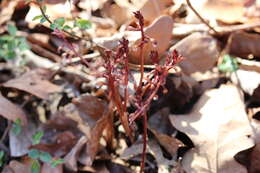 Image of Spring coralroot