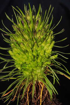 Image of Gentianella thyrsoidea (Hook.) Fabris