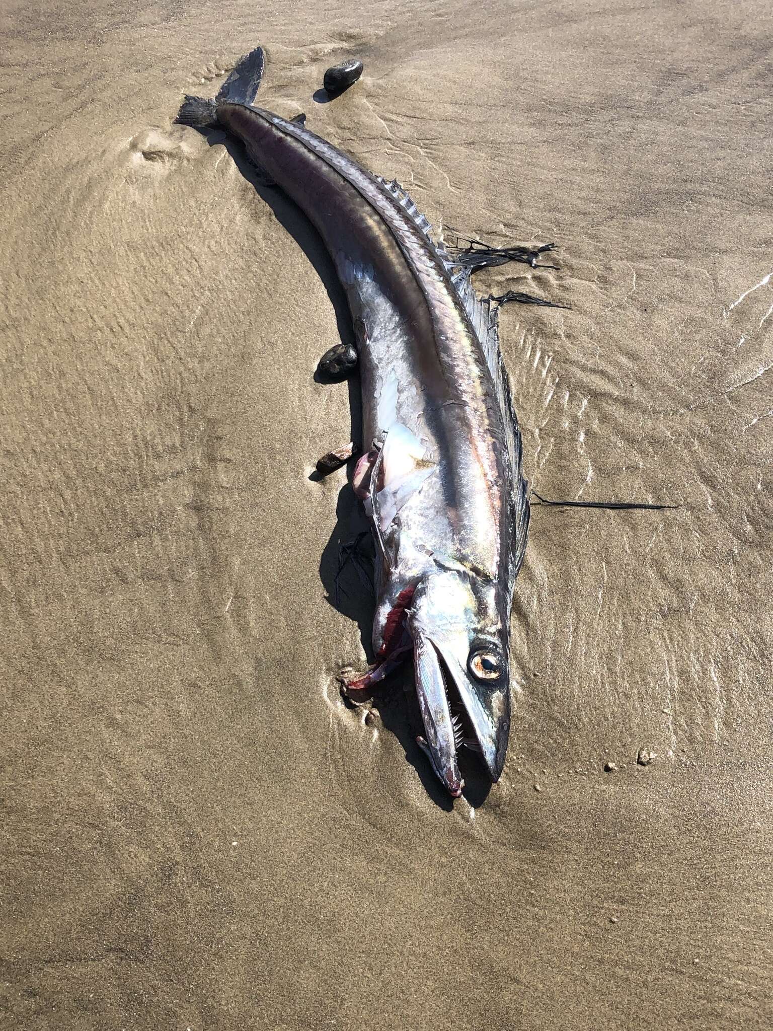 Image of lancetfishes