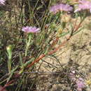 Image of Lampranthus immelmaniae (L. Bol.) N. E. Br.