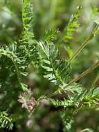 Image de Geum rossii var. turbinatum (Rydb.) C. L. Hitchc.