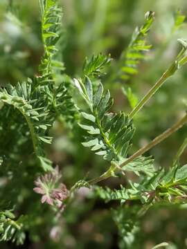 Sivun Geum rossii var. turbinatum (Rydb.) C. L. Hitchc. kuva