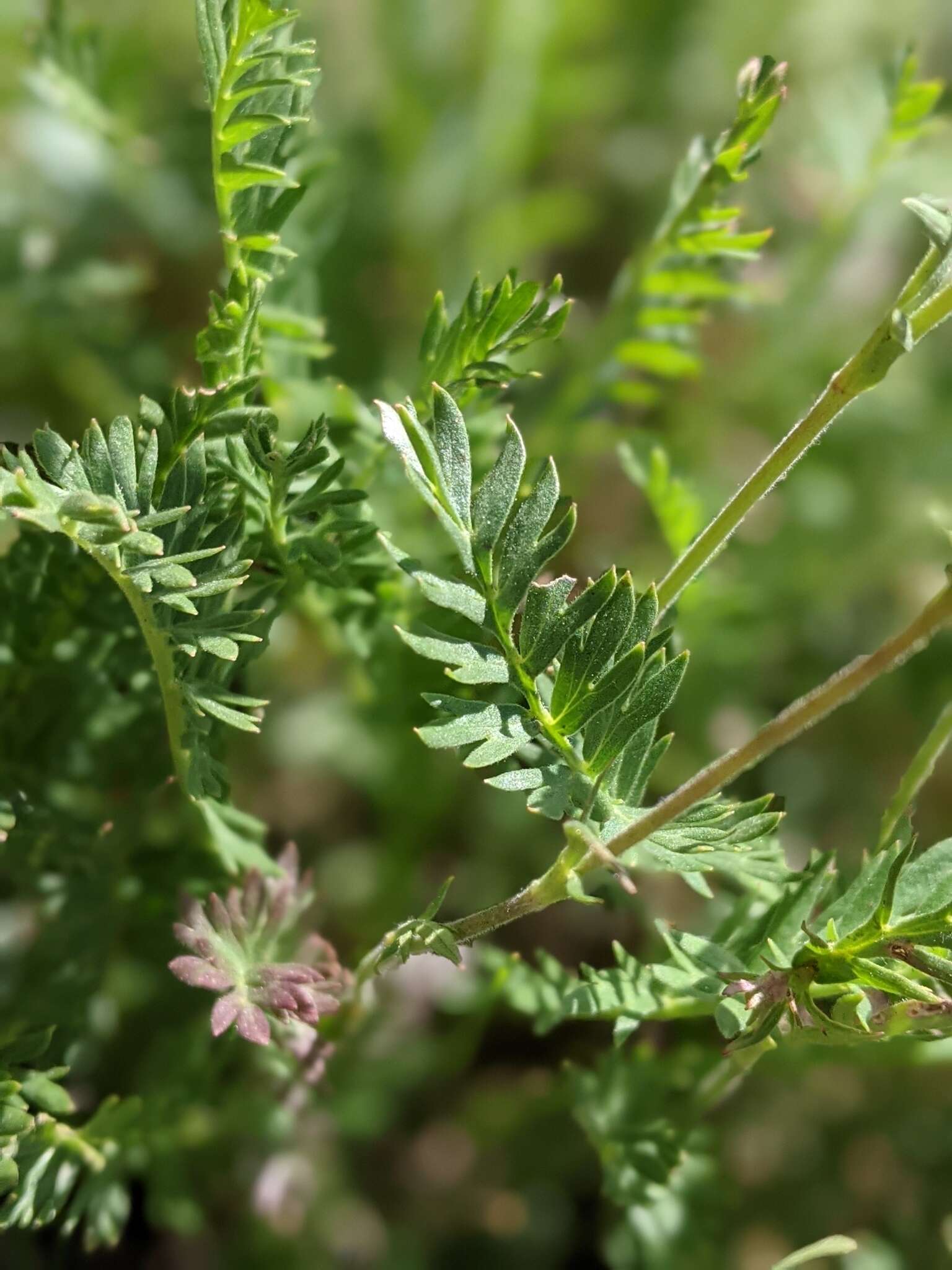 Image de Geum rossii var. turbinatum (Rydb.) C. L. Hitchc.