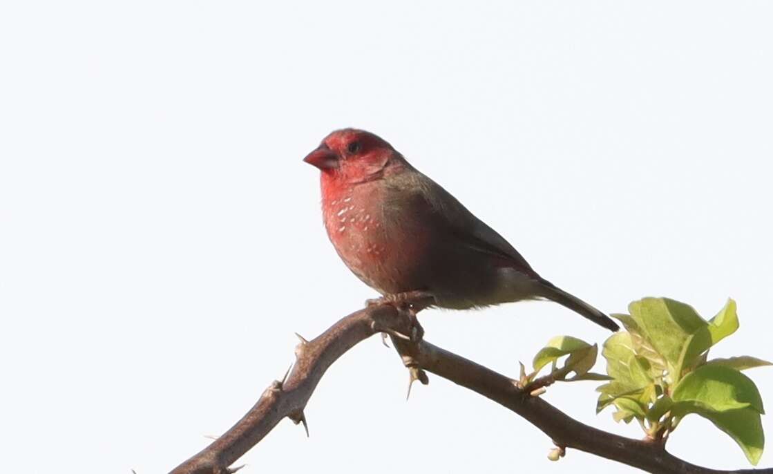 Image of Bar-breasted Firefinch