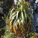 Image of Fiordland grass tree