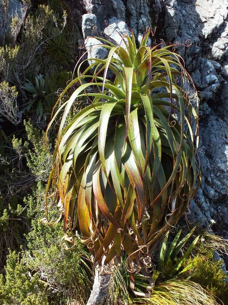 Image de Dracophyllum fiordense W. R. B. Oliv.