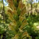 Imagem de Pedicularis procera A. Gray