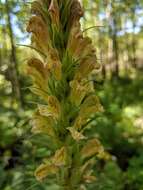 Image of Giant Lousewort