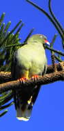 صورة Treron calvus delalandii (Bonaparte 1854)