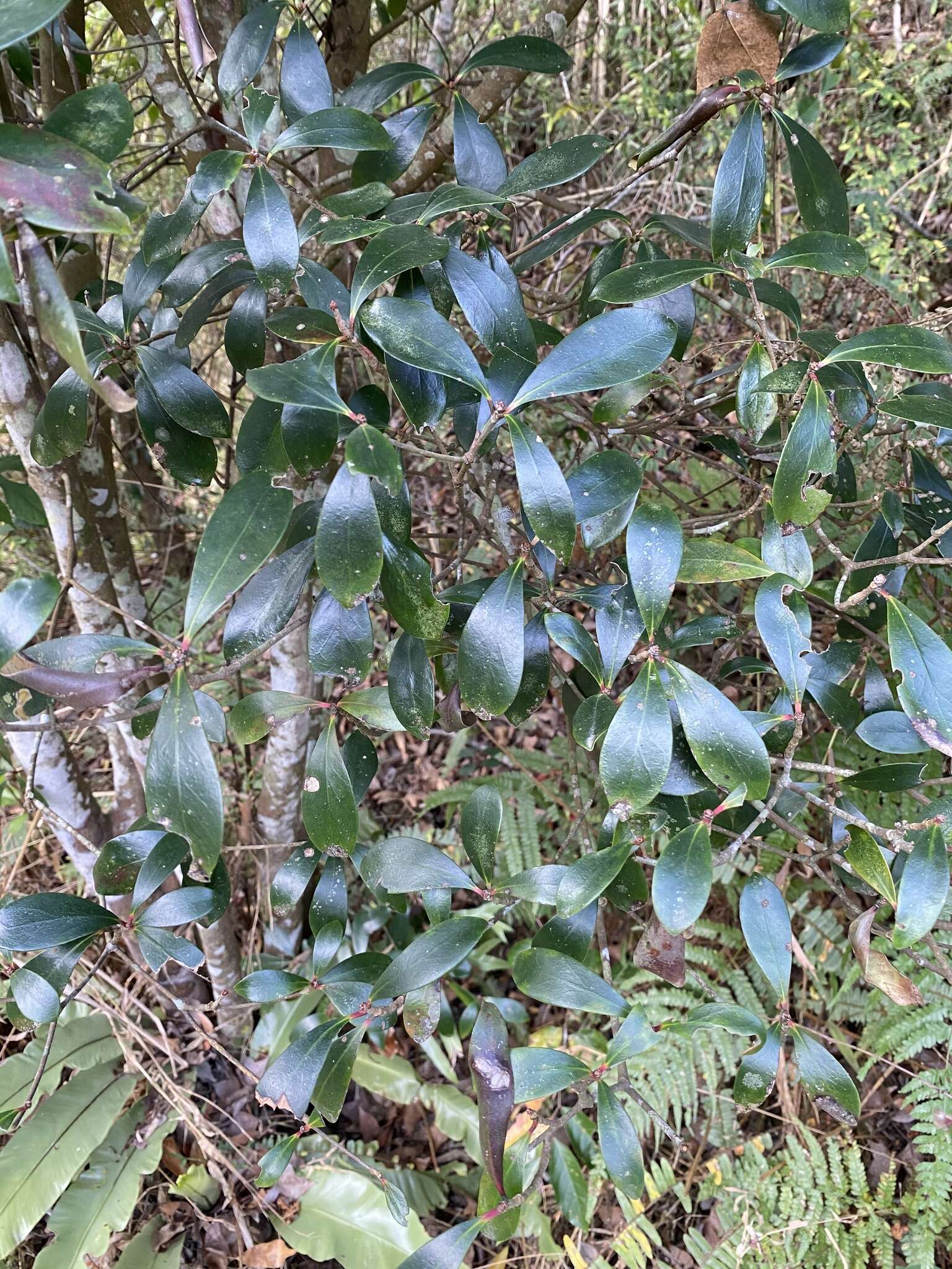 Image of Ternstroemia gymnanthera (Wight & Arn.) Sprague