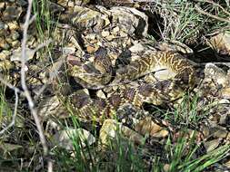 Image of Crotalus molossus nigrescens Gloyd 1936