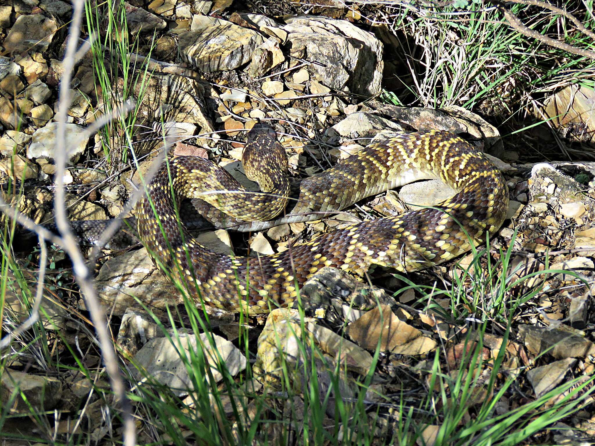 Image of Crotalus molossus nigrescens Gloyd 1936