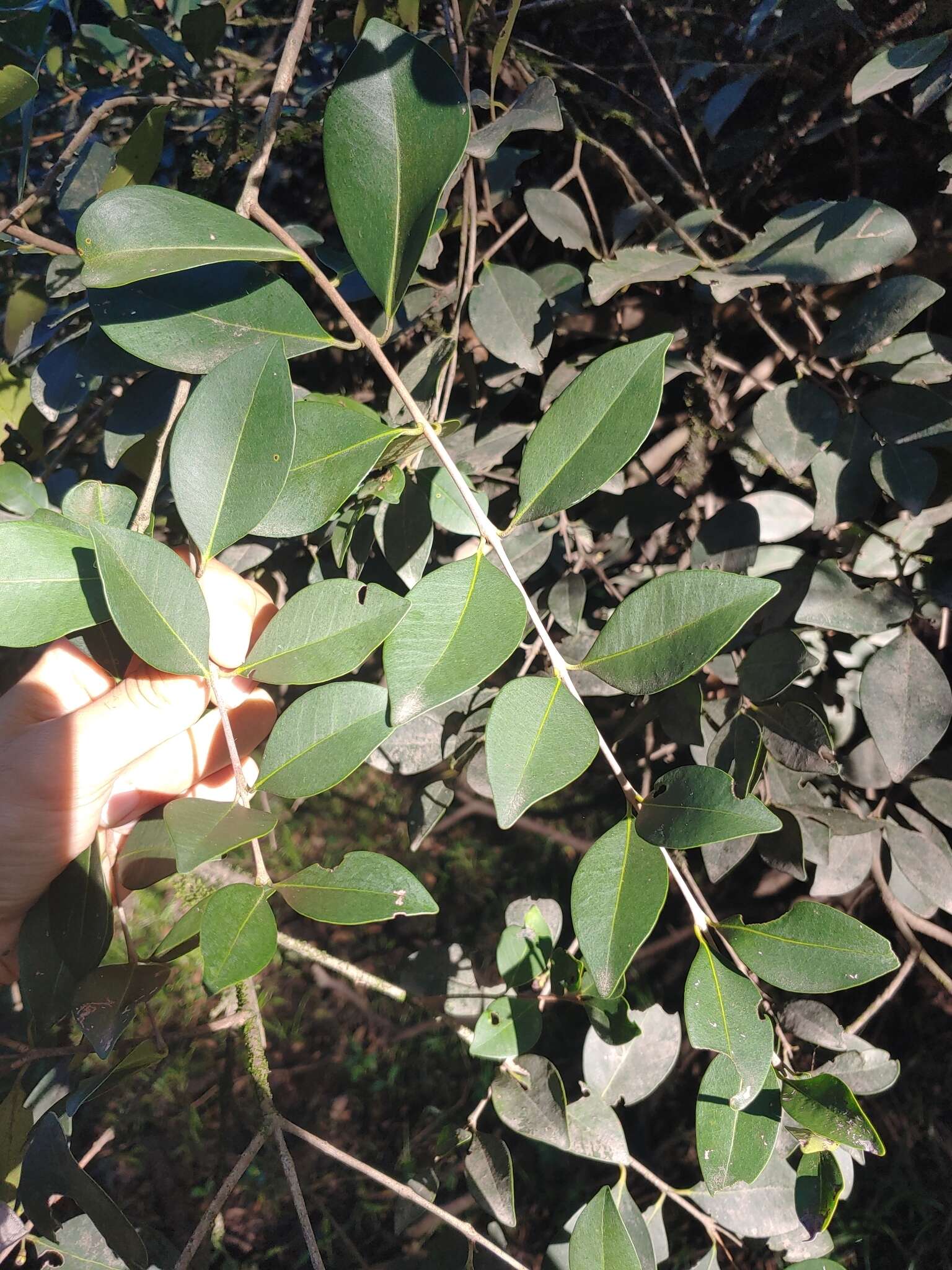 Image of Eugenia uruguayensis Cambess.