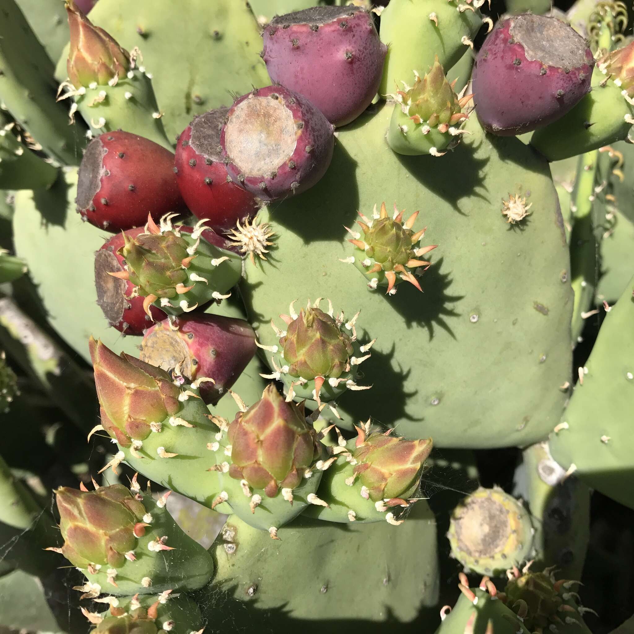 Image of Opuntia lindheimeri subsp. subarmata