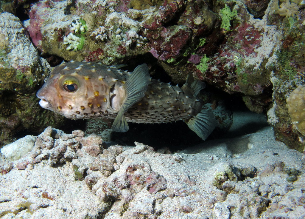 Image of spotbase burrfish